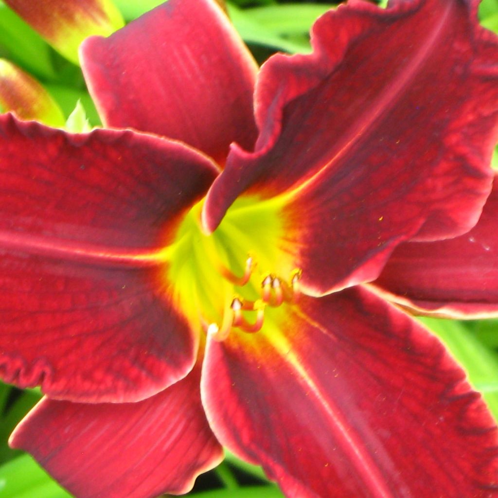 Hemerocallis Gipsy Turtle - Daylily