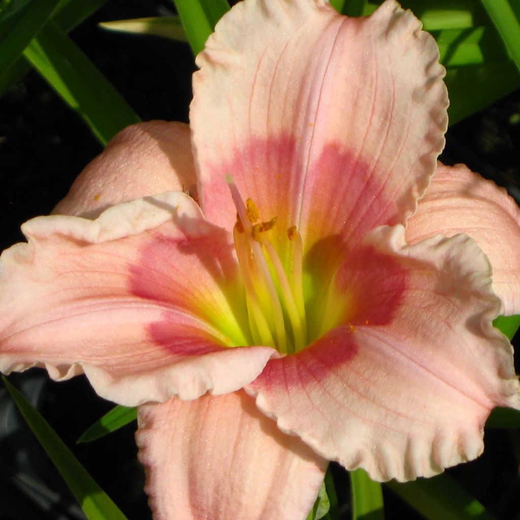 Hemerocallis Janice Brown - Daylily