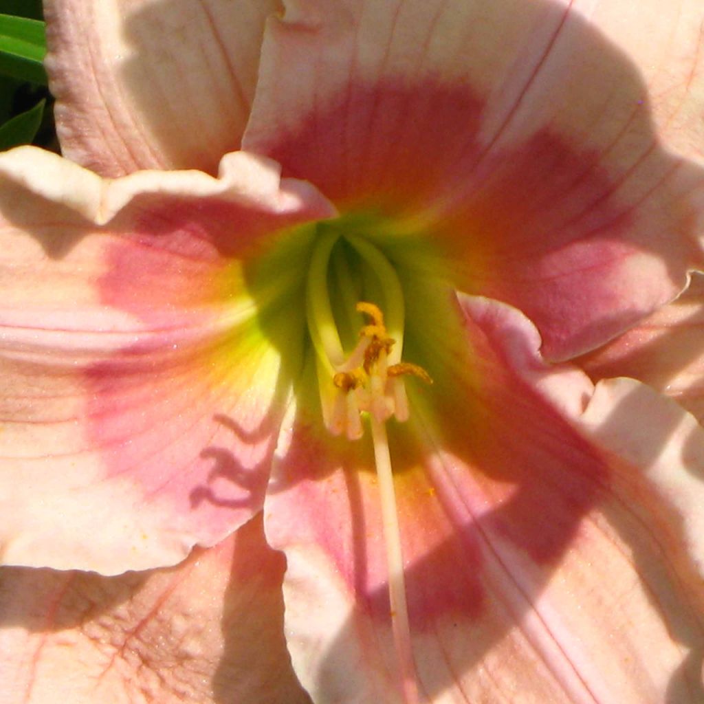 Hemerocallis Janice Brown - Daylily