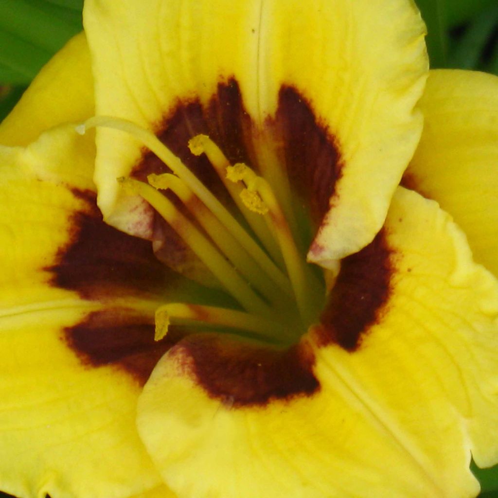 Hemerocallis Jason Salter - Daylily