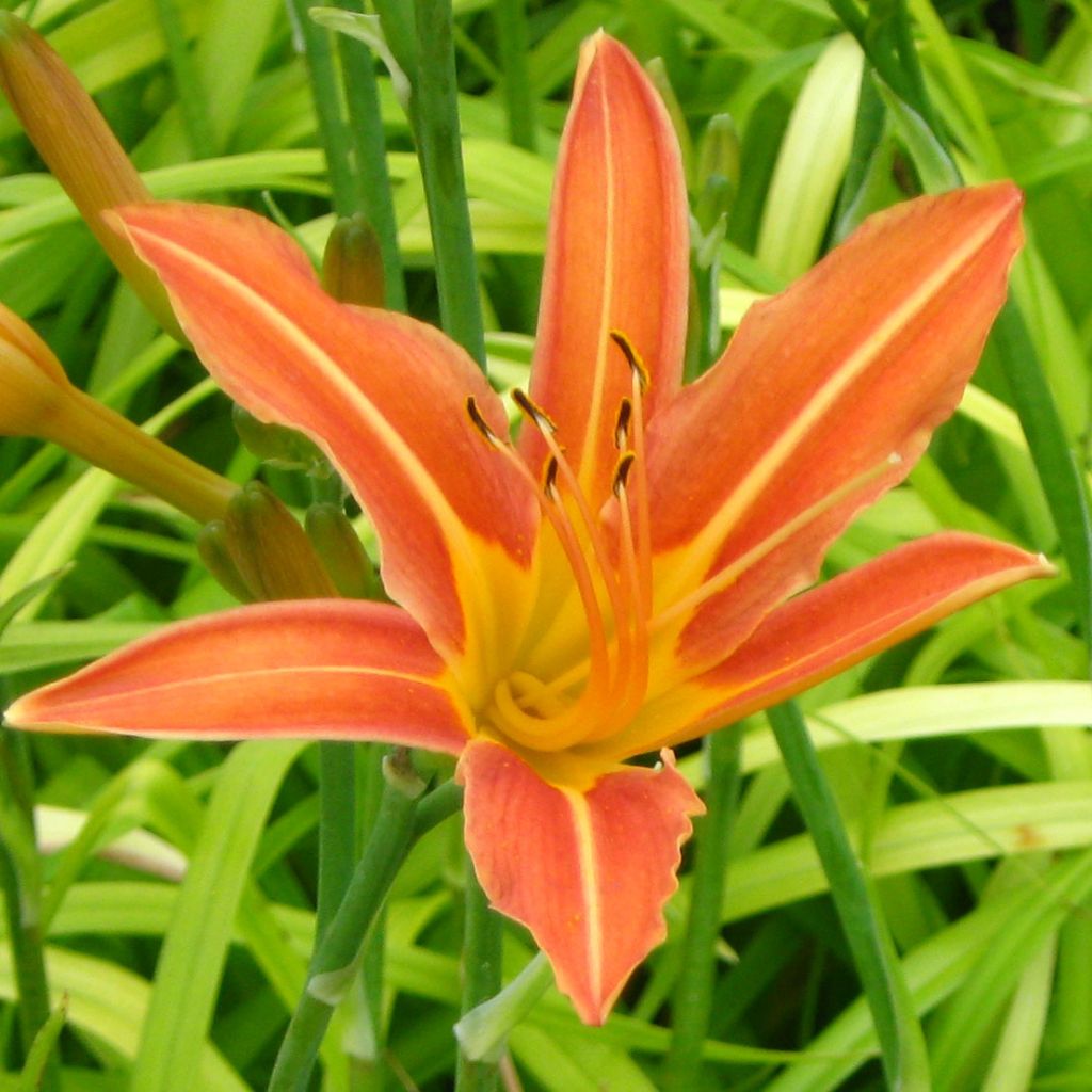 Hemerocallis Margaret Perry - Daylily