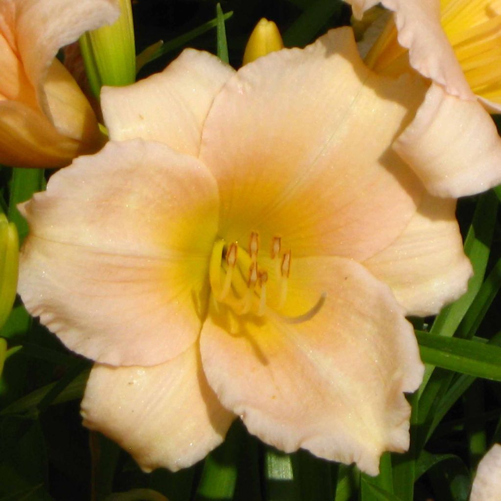 Hemerocallis Mini Pearl - Daylily