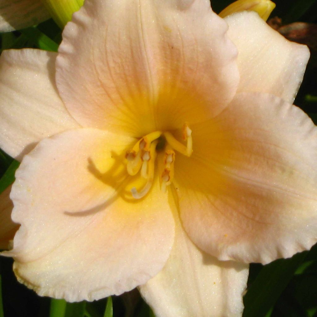 Hemerocallis Mini Pearl - Daylily