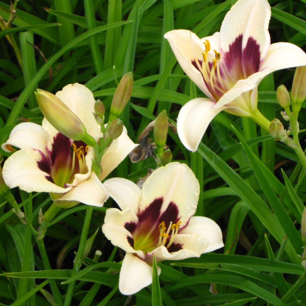 Hemerocallis Moonlight Masquerade - Daylily