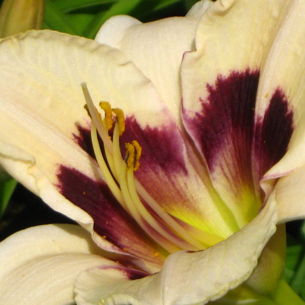 Hemerocallis Moonlight Masquerade - Daylily