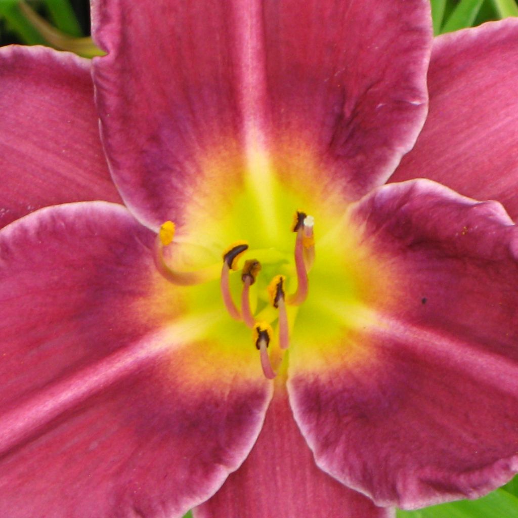 Hemerocallis Olive Bailey Langdon - Daylily