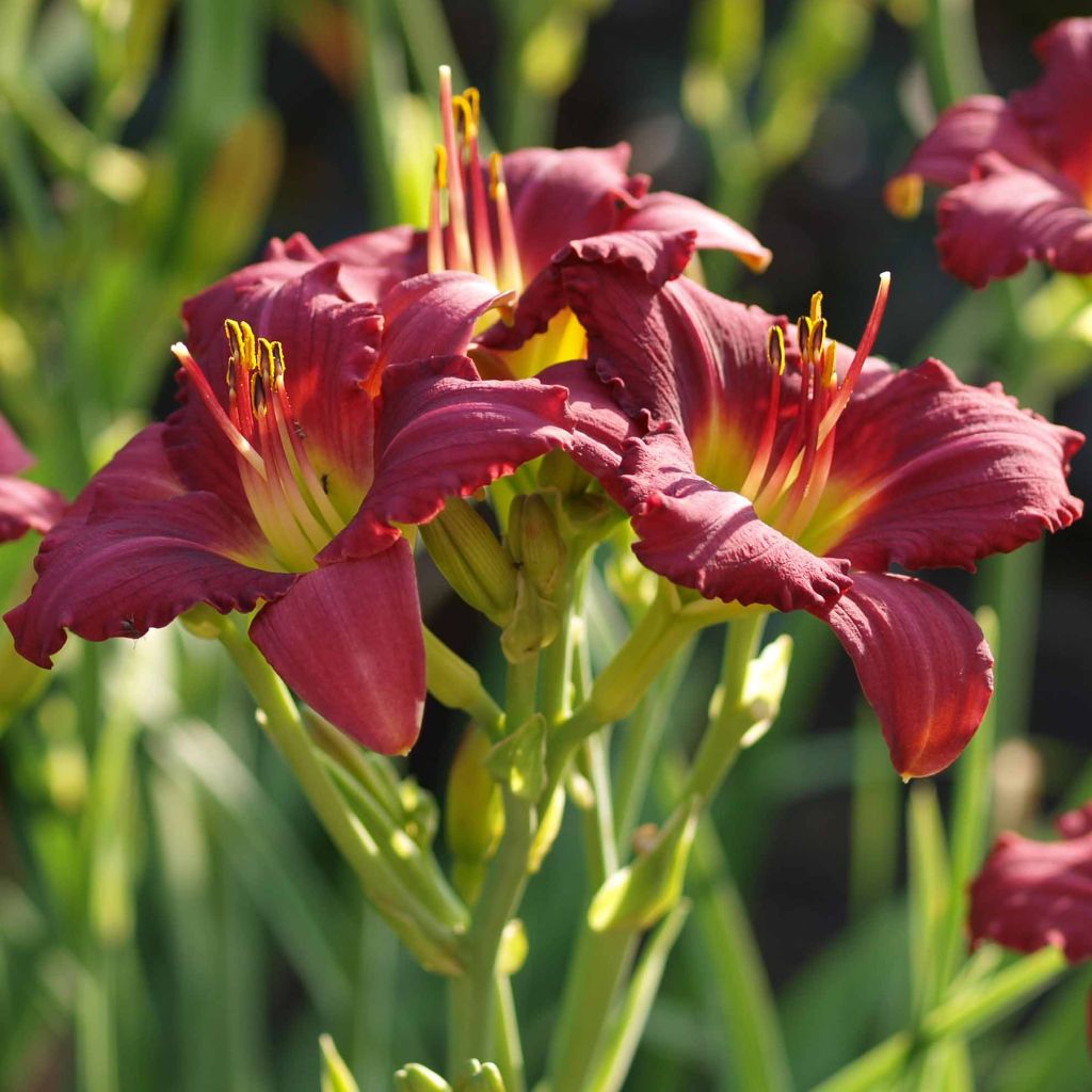 Hemerocallis Pardon Me - Daylily