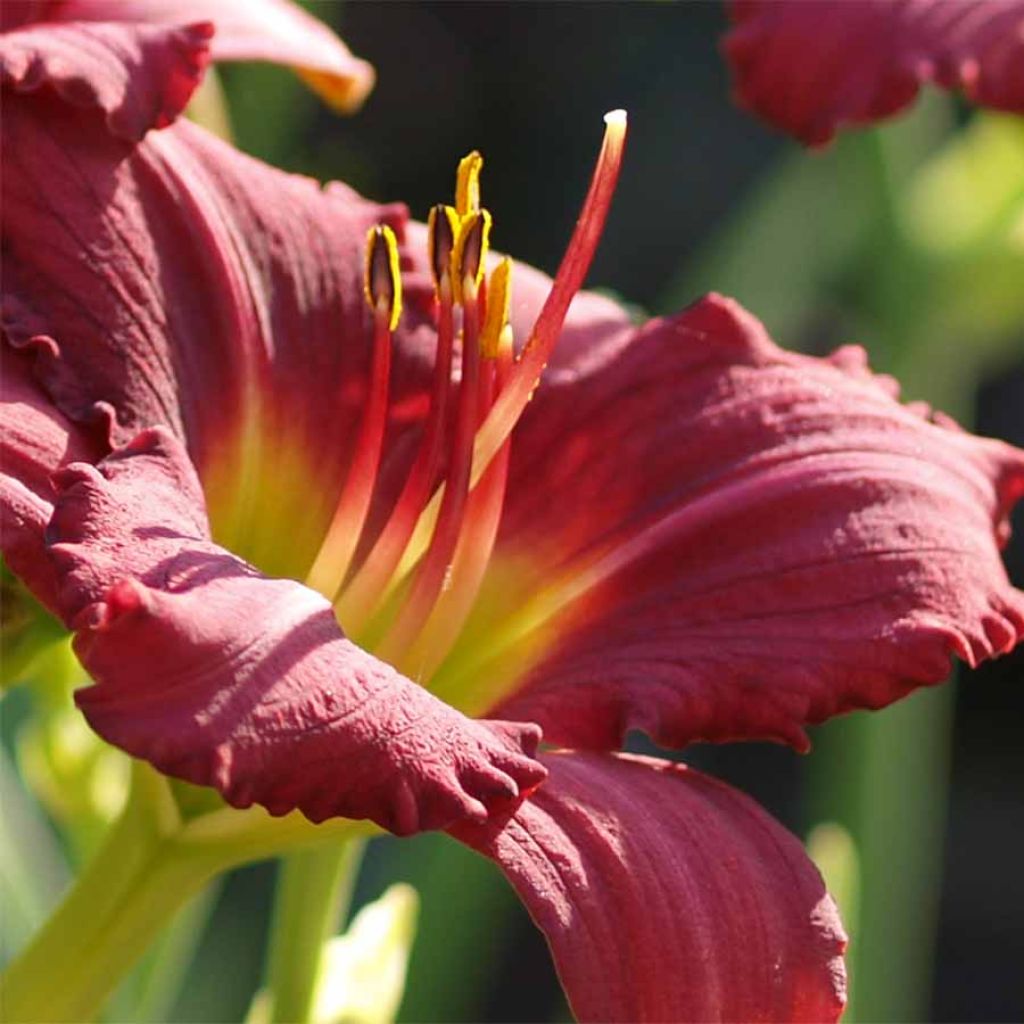 Hemerocallis Pardon Me - Daylily
