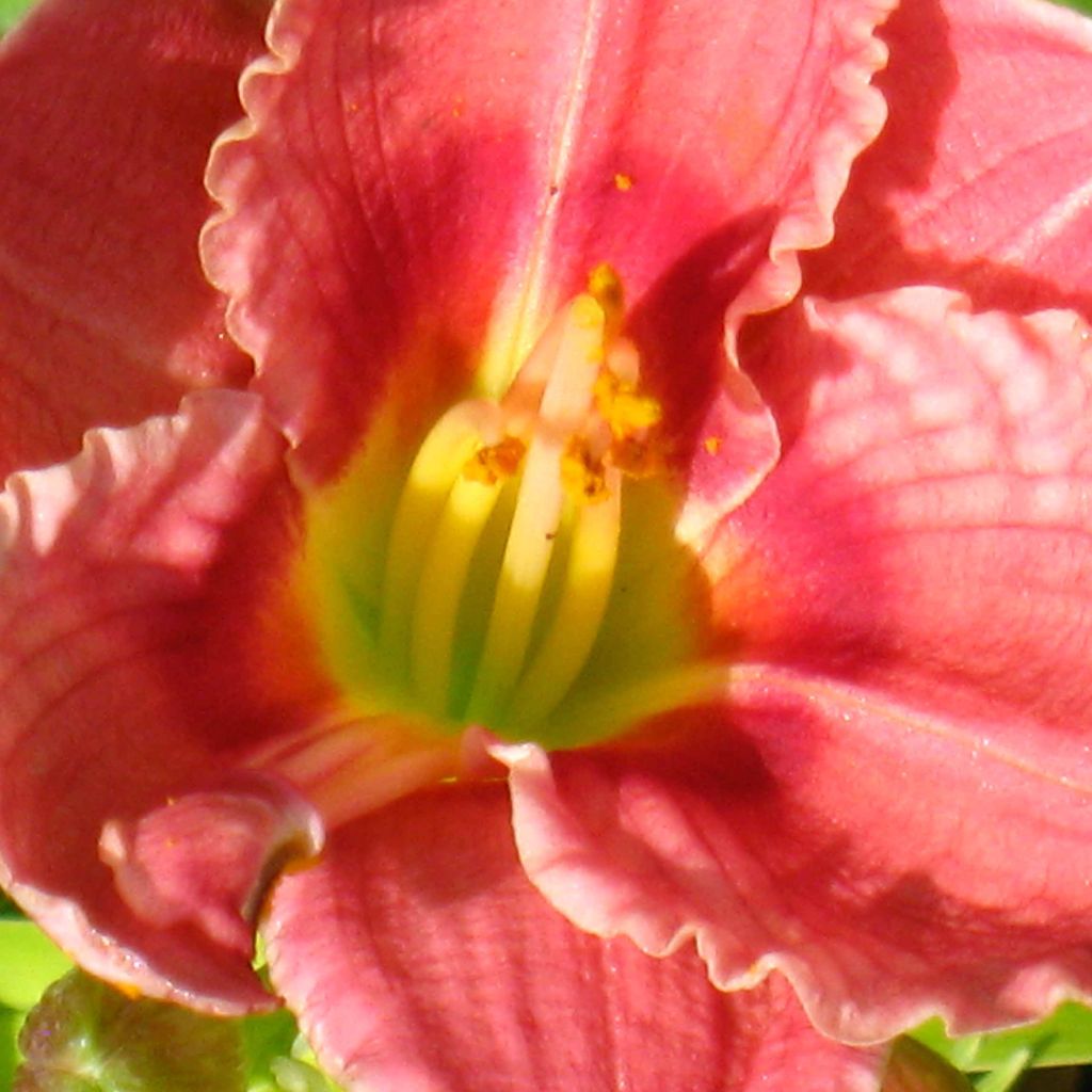 Hemerocallis Siloam Ribbon Candy - Daylily