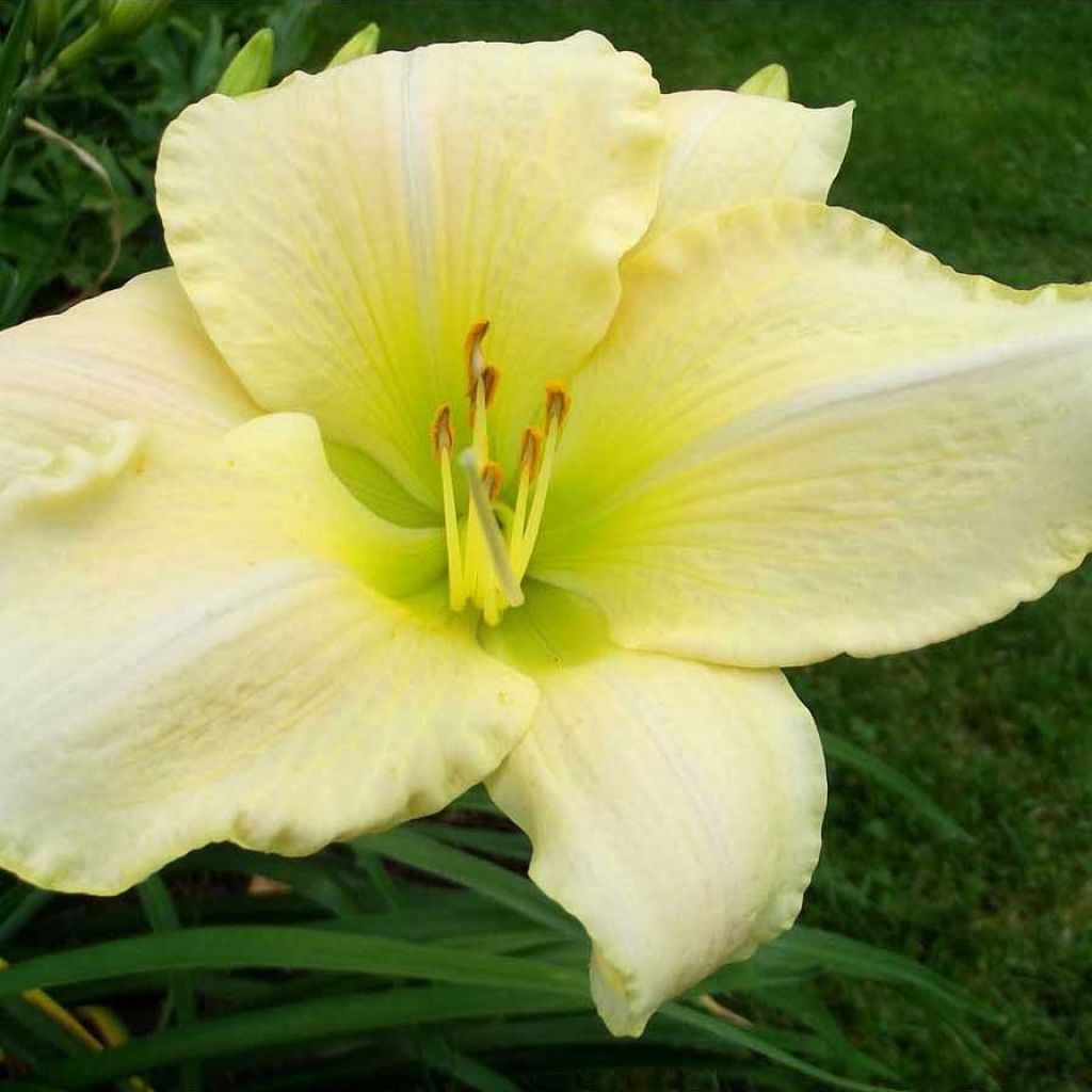 Hemerocallis Snowy Apparition - Daylily