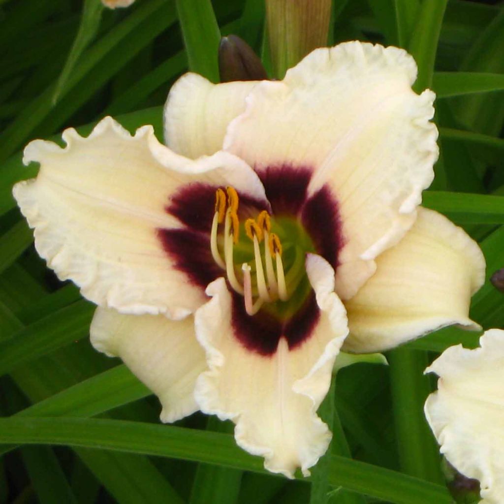 Hemerocallis Snowy Eyes - Daylily