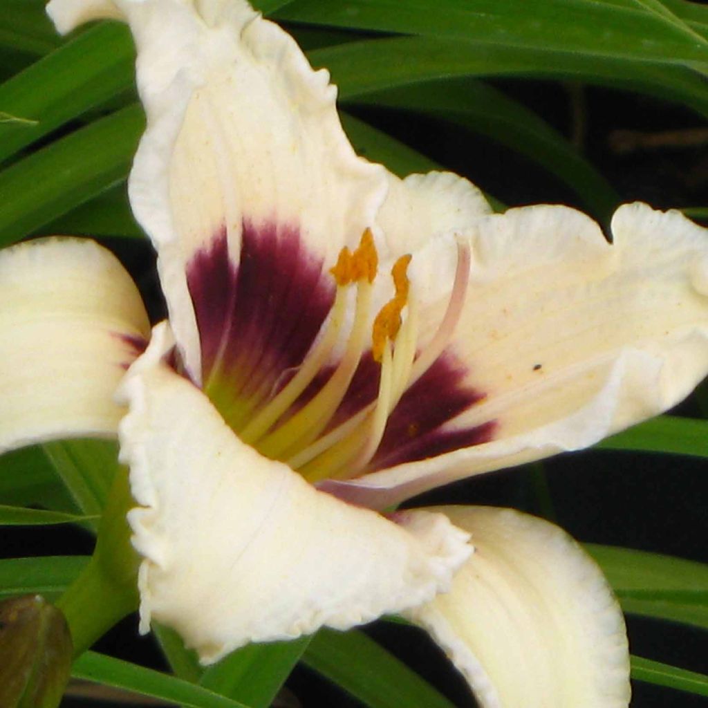 Hemerocallis Snowy Eyes - Daylily