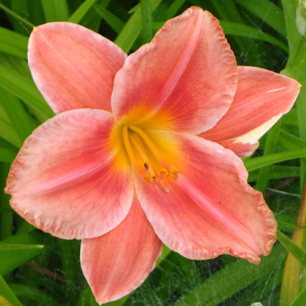 Hemerocallis South Seas - Daylily