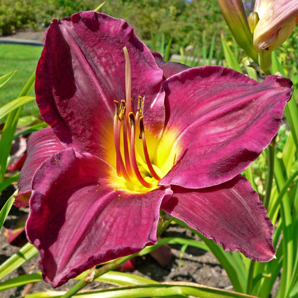 Hemerocallis Strutters Ball - Daylily