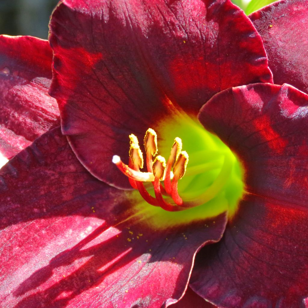 Hemerocallis Vintage Bordeaux - Daylily