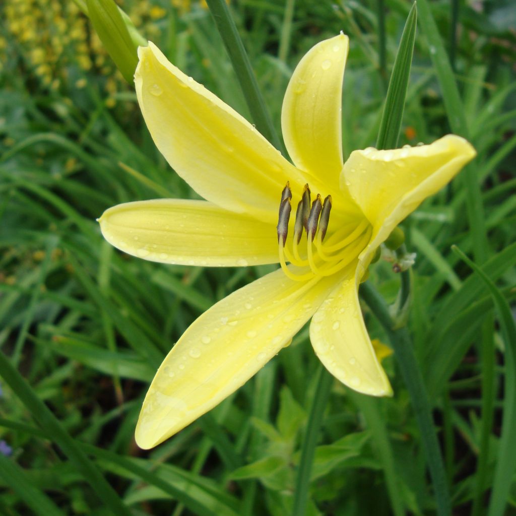 Hemerocallis citrina - Daylily