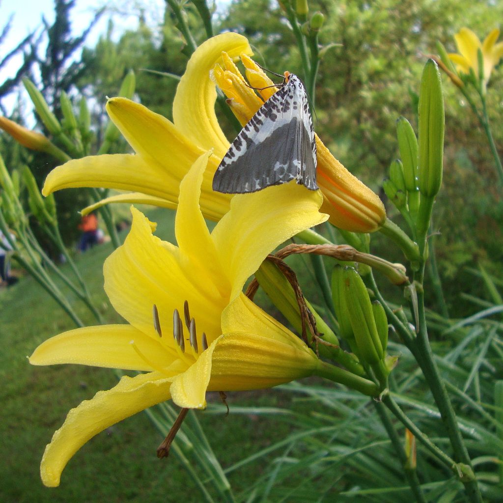 Hemerocallis lilioasphodelus - Daylily