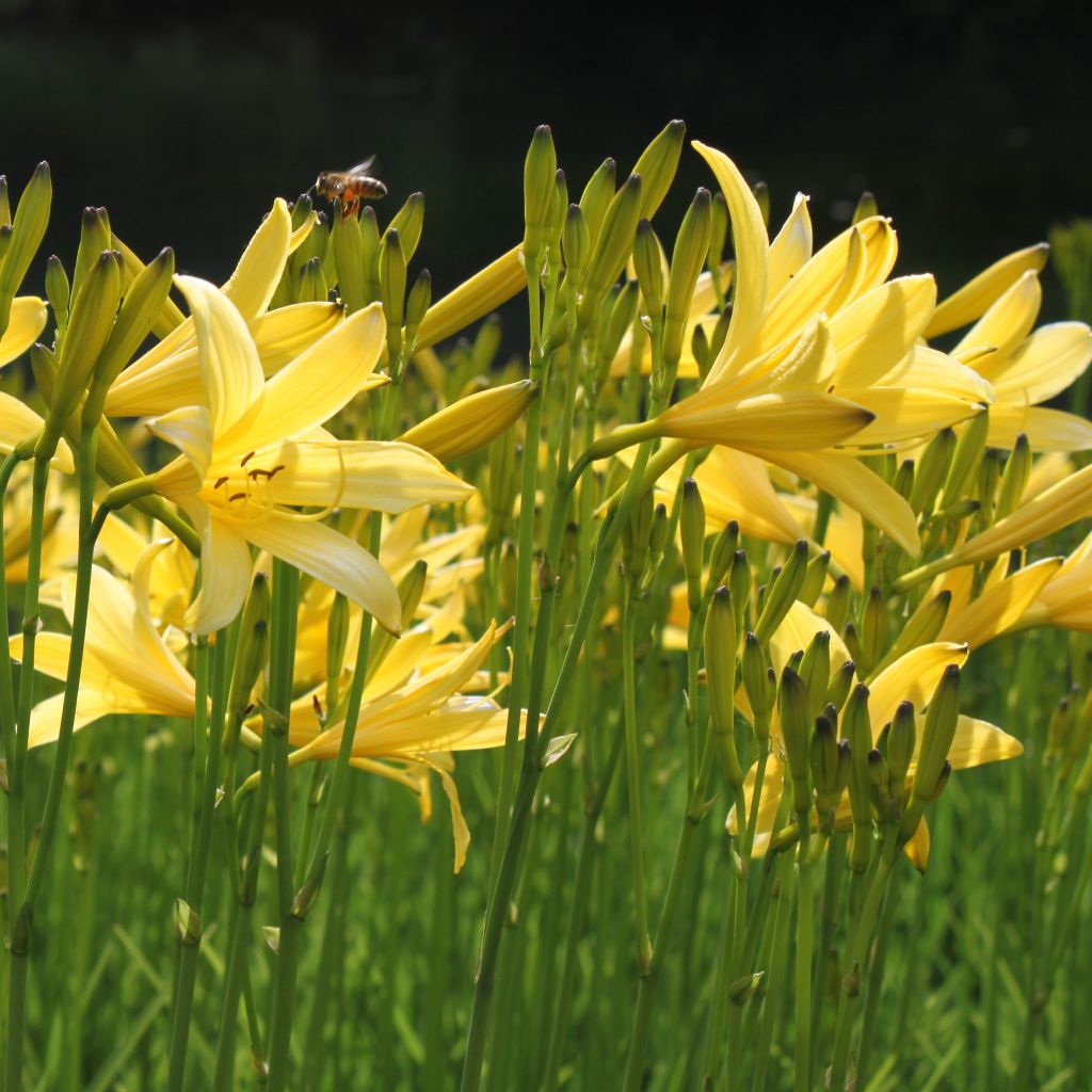 Hemerocallis lilioasphodelus - Daylily