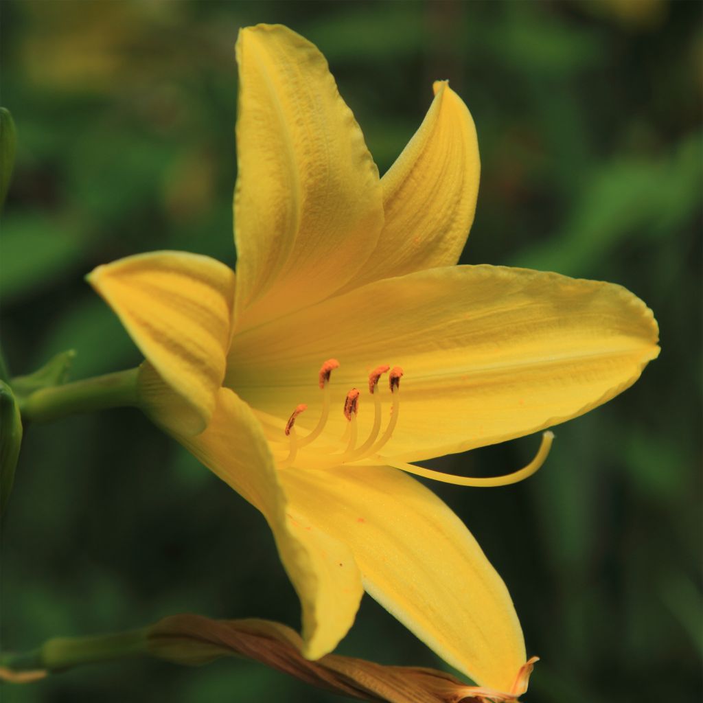 Hemerocallis lilioasphodelus - Daylily