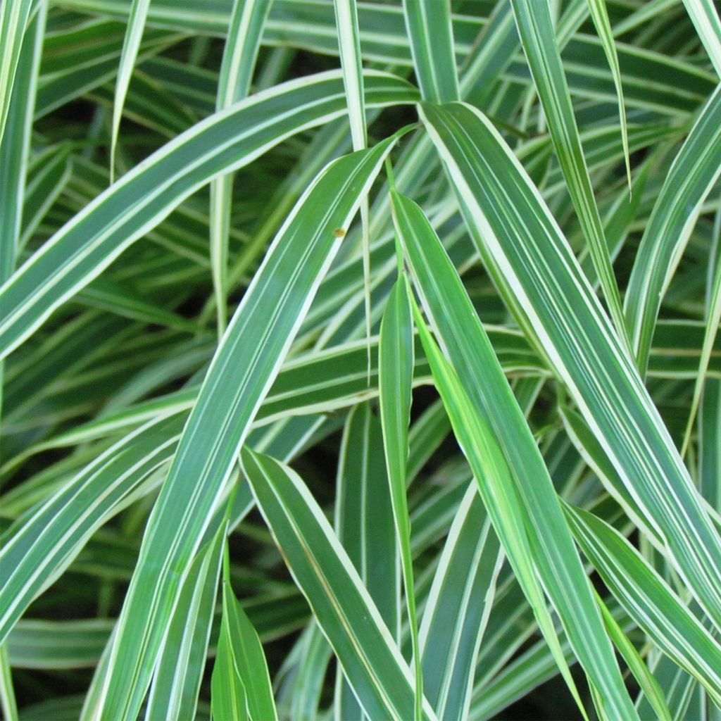 Hakonechloa macra Albostriata - Japanese Forest Grass