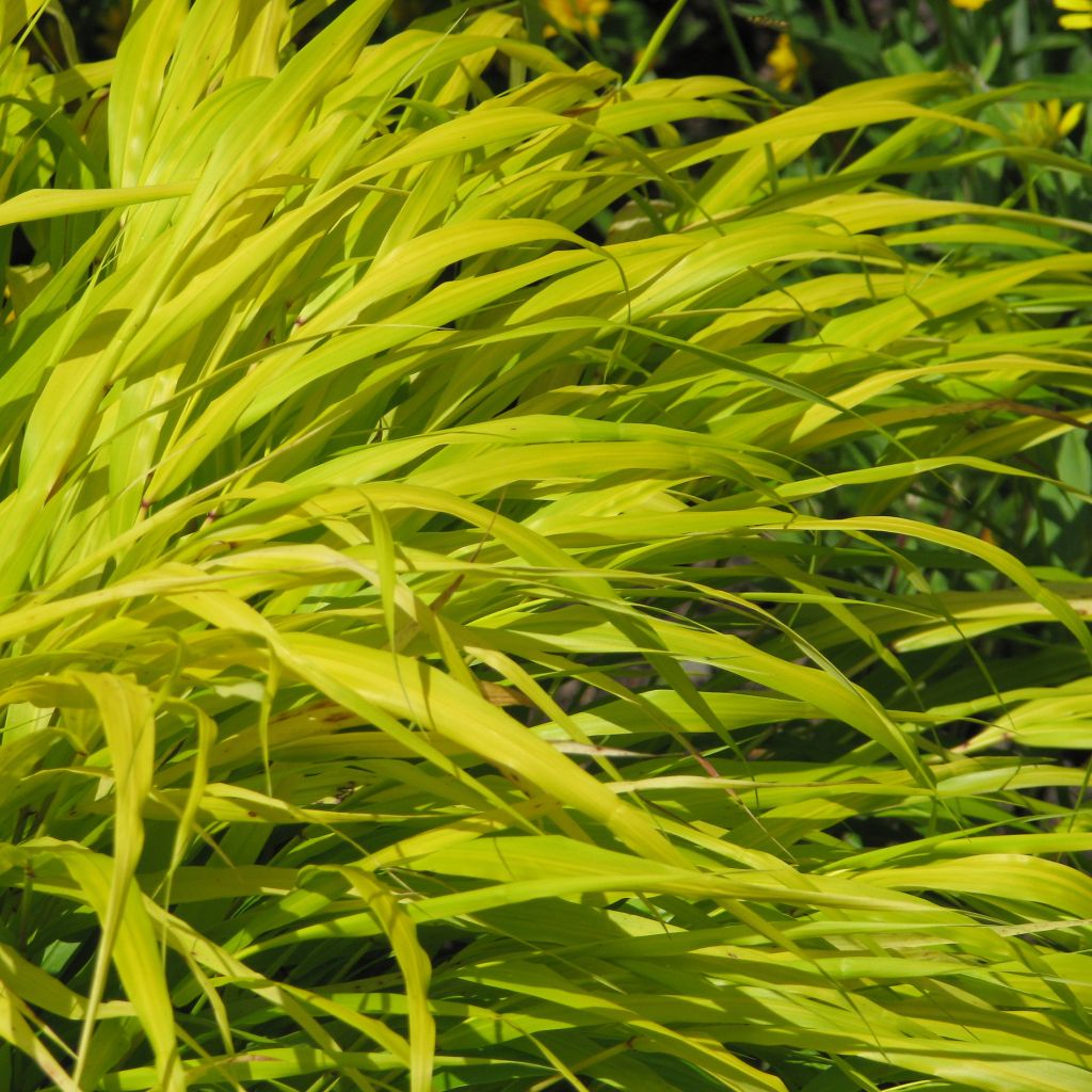 Hakonechloa macra All Gold - Japanese Forest Grass
