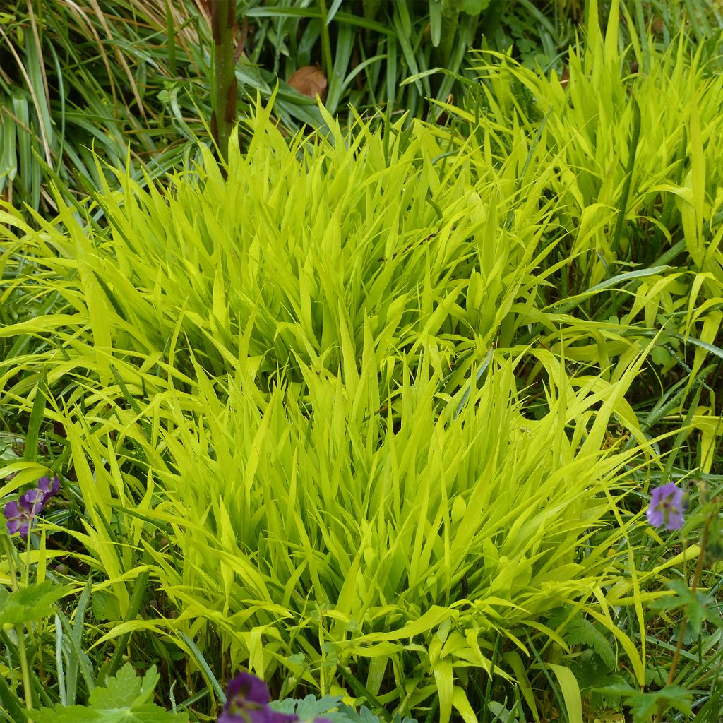 Hakonechloa macra All Gold - Japanese Forest Grass