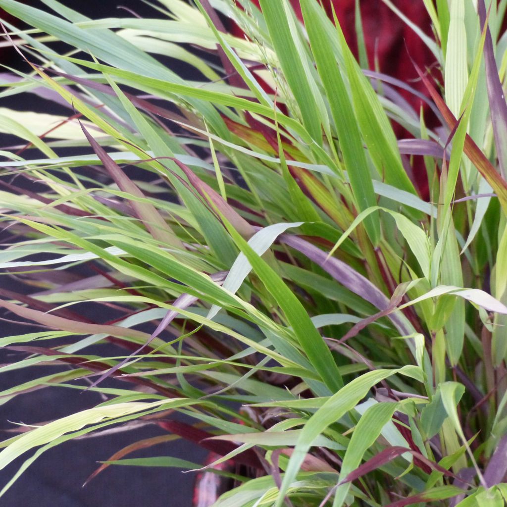 Hakonechloa macra Beni-Kaze - Japanese Forest Grass