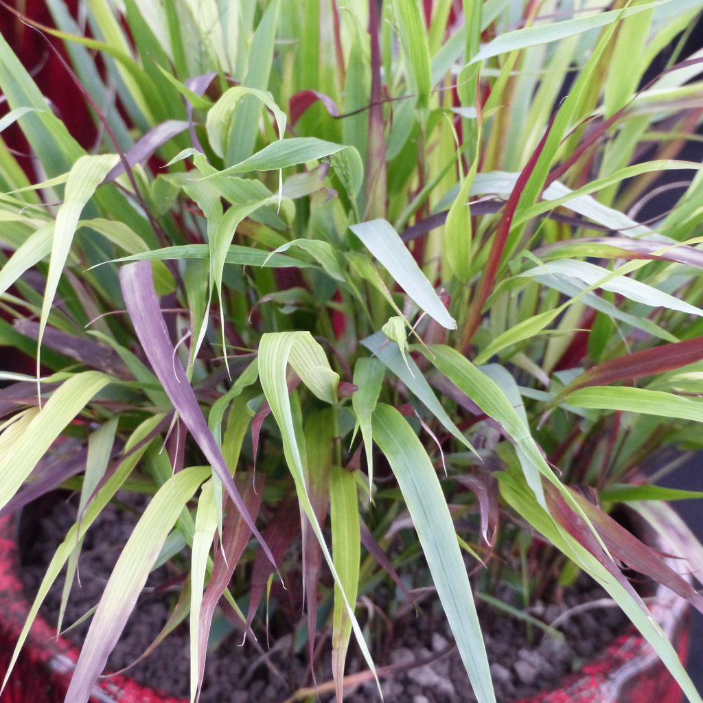 Hakonechloa macra Beni-Kaze - Japanese Forest Grass
