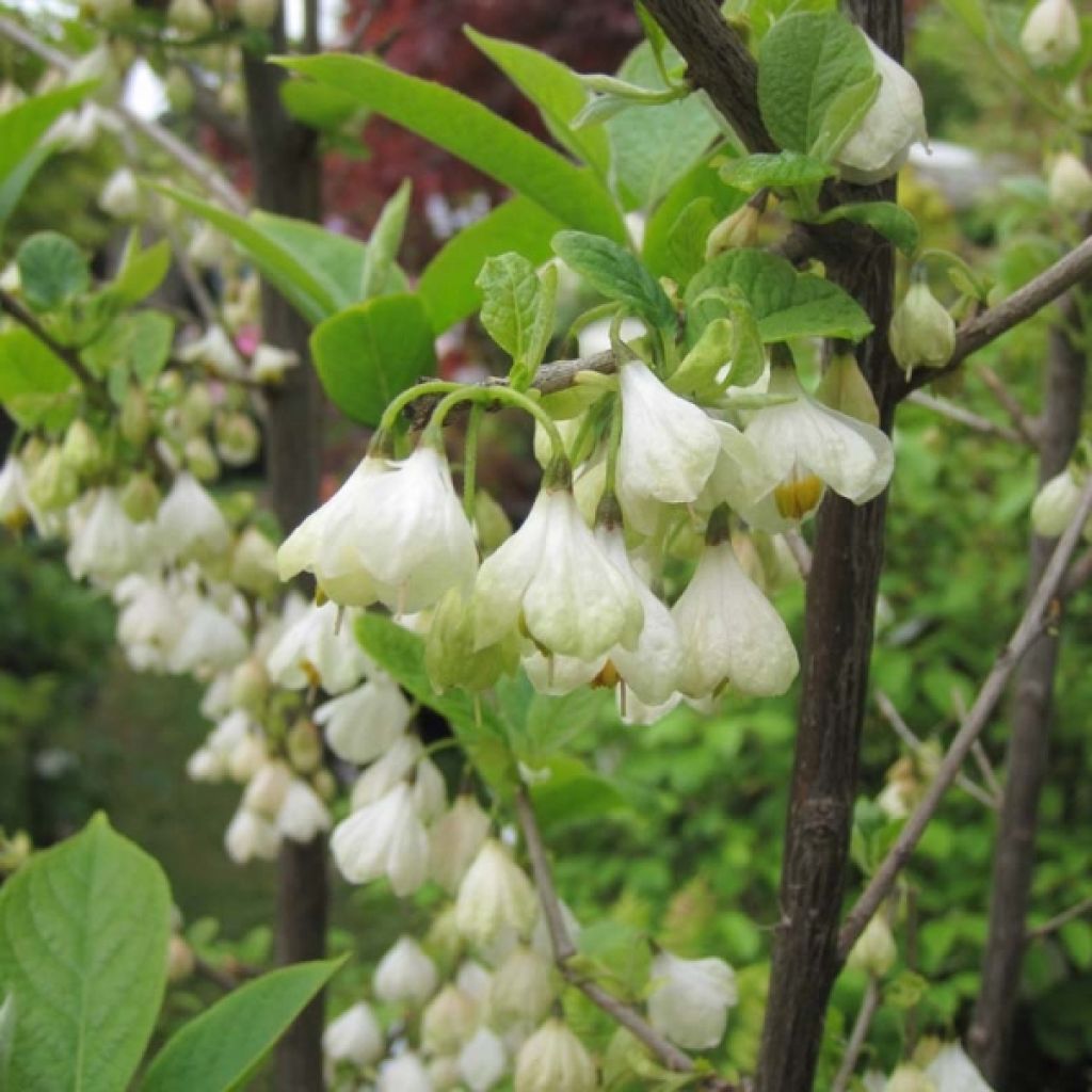 Halesia carolina - Carolina Silverbell