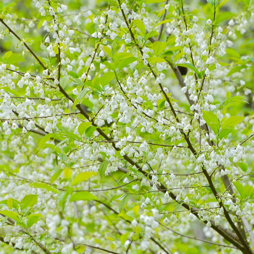 Halesia carolina - Carolina Silverbell
