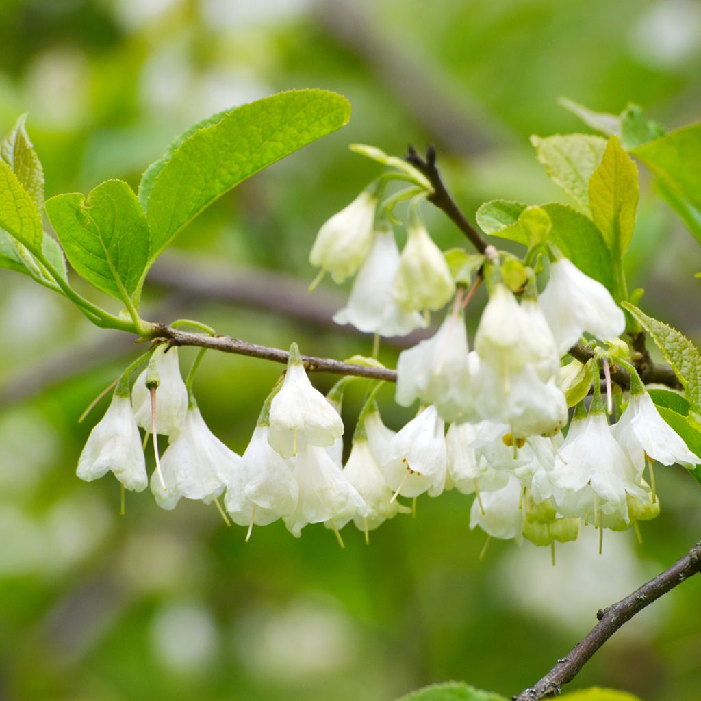Halesia carolina - Carolina Silverbell