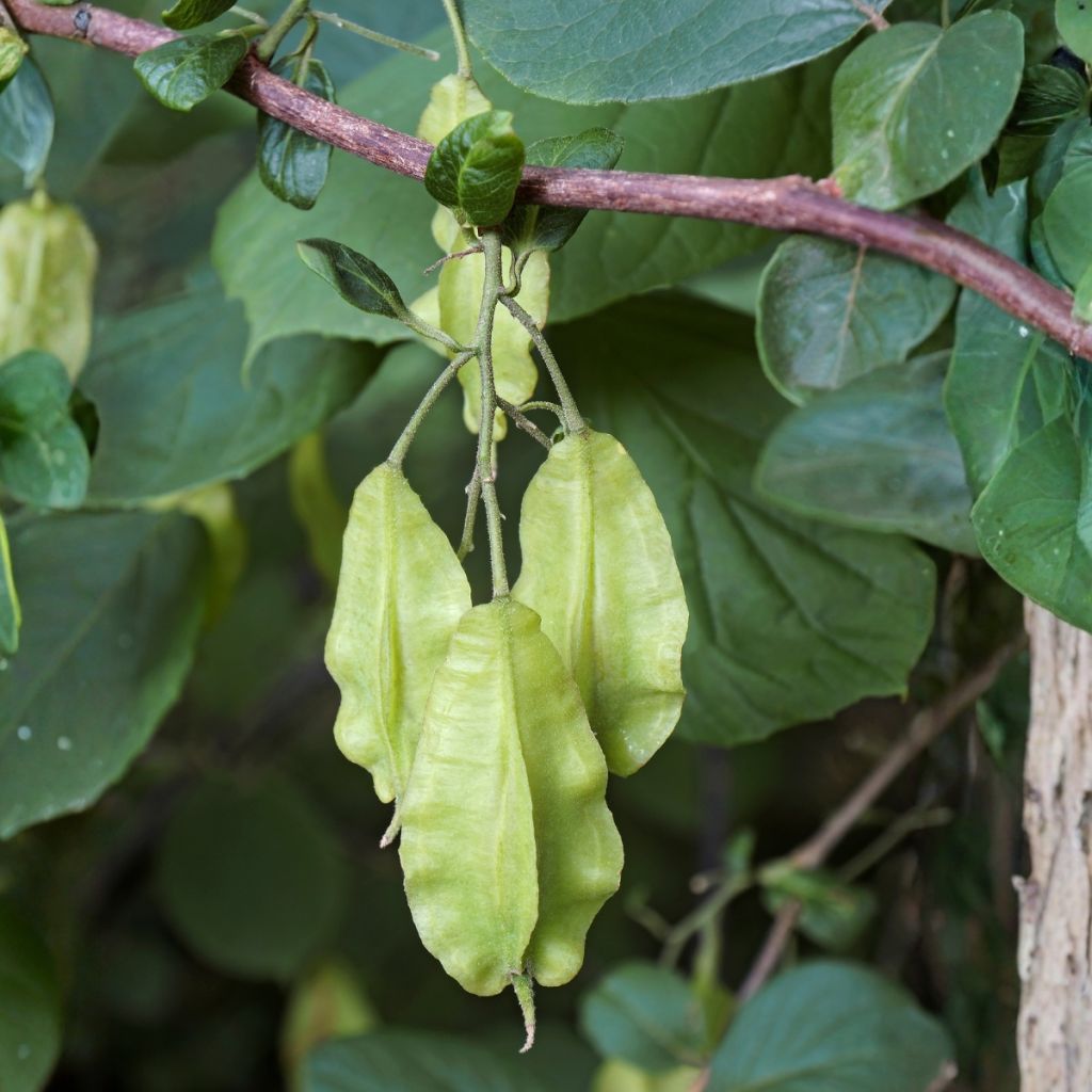 Halesia carolina - Carolina Silverbell