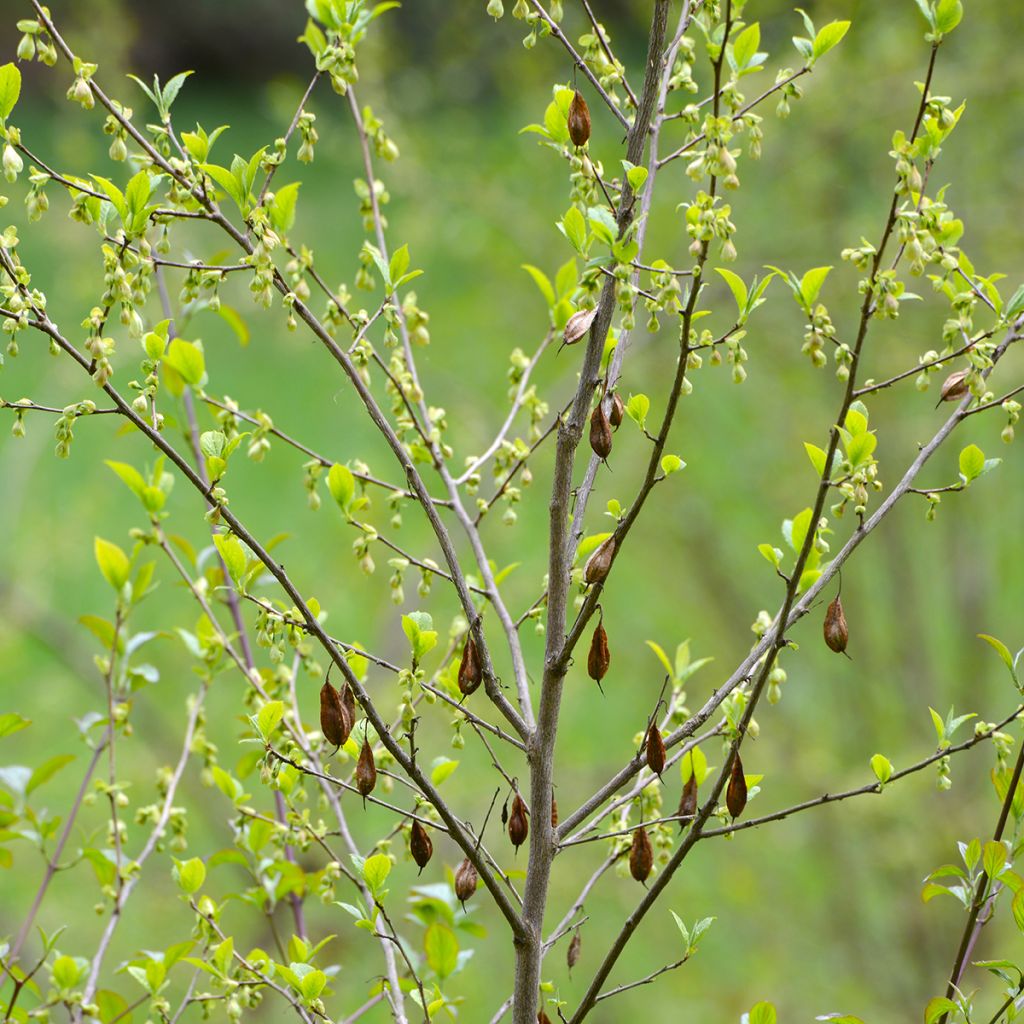 Halesia carolina - Carolina Silverbell