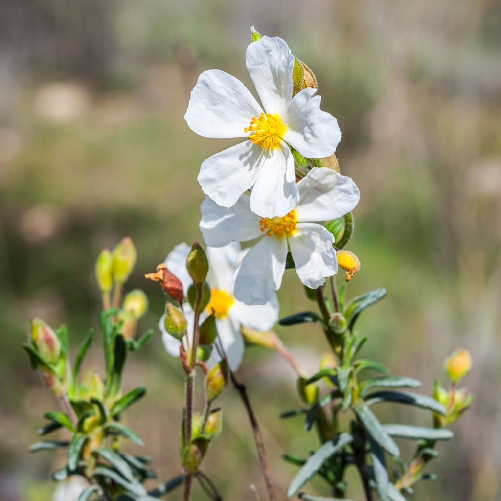 Halimium umbellatum April Snow