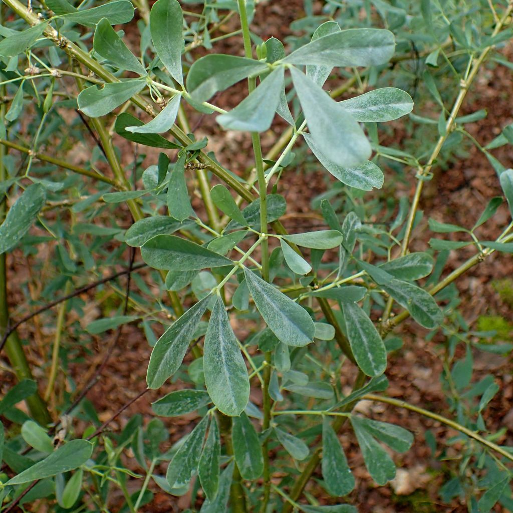 Halimodendron halodendron