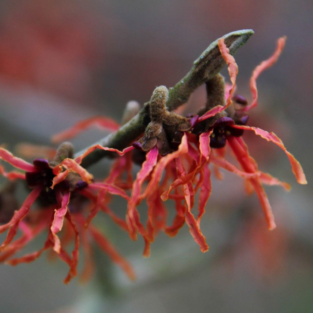 Hamamelis intermedia Feuerzauber - Witch Hazel