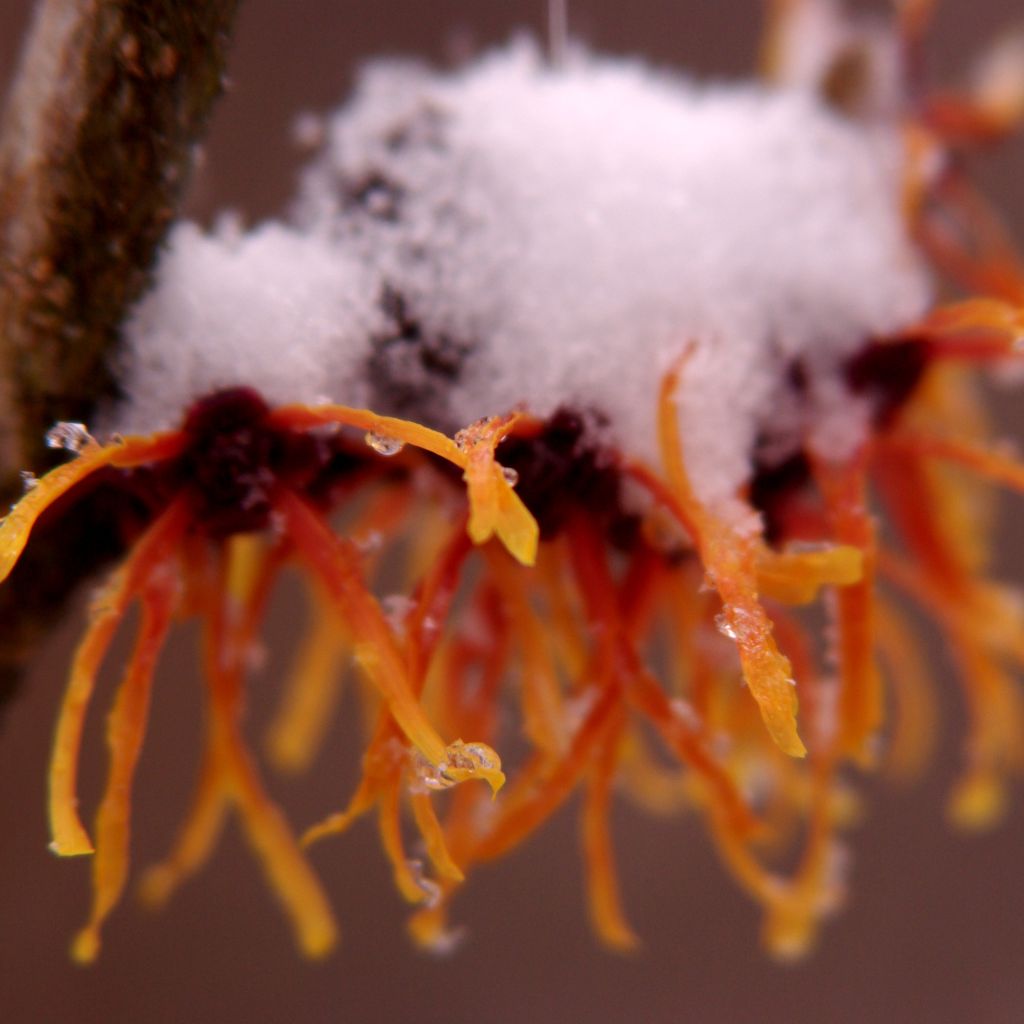 Hamamelis intermedia Jelena - Witch Hazel