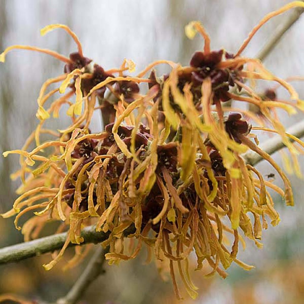 Hamamelis mollis Pallida - Witch Hazel