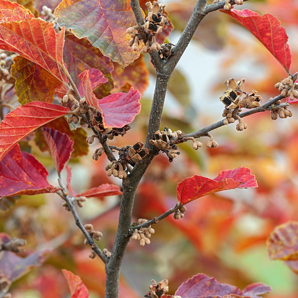 Hamamelis vernalis Amethyst - Witch Hazel