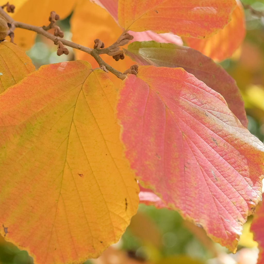 Hamamelis intermedia Feuerzauber - Witch Hazel