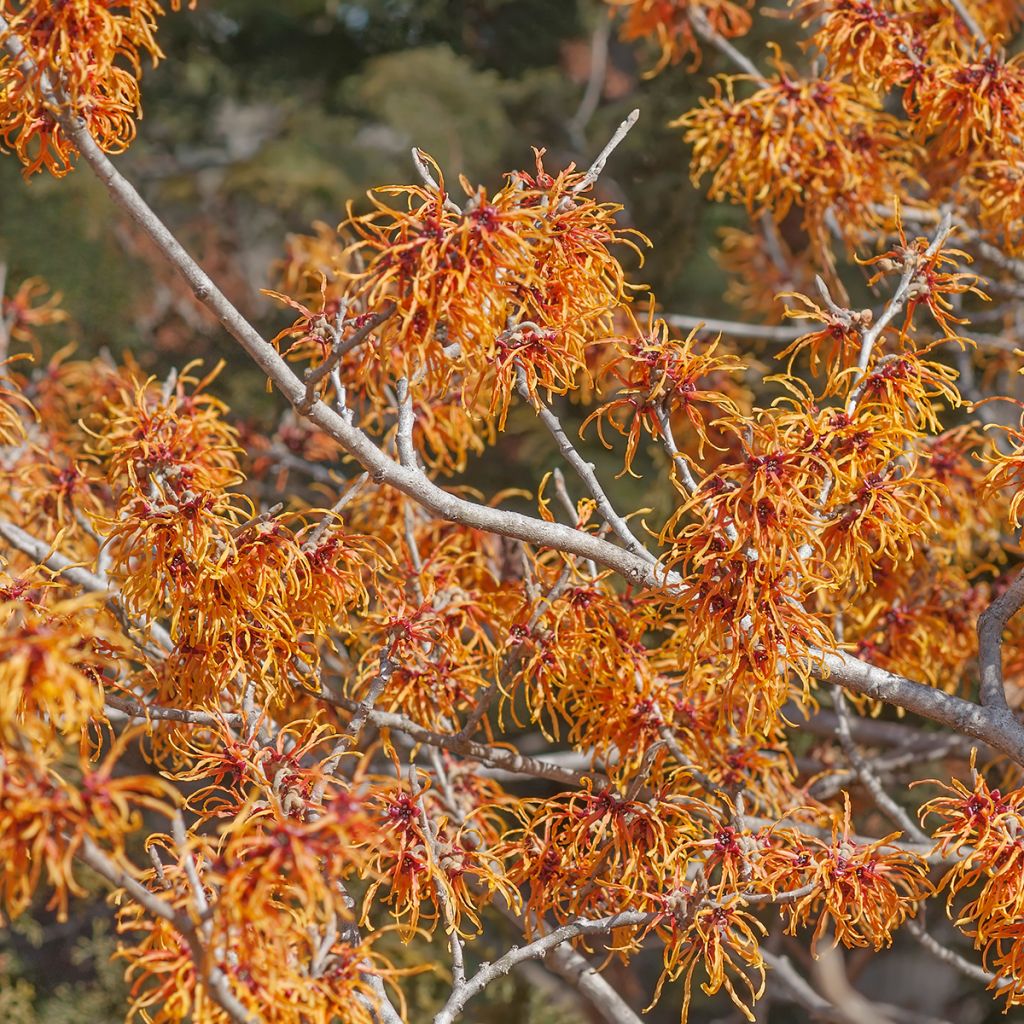 Hamamelis intermedia Jelena - Witch Hazel