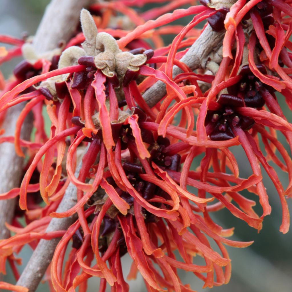 Hamamelis (x) intermedia Rubin - Noisetier de sorcière