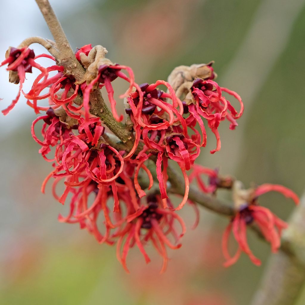 Hamamelis intermedia Rubin