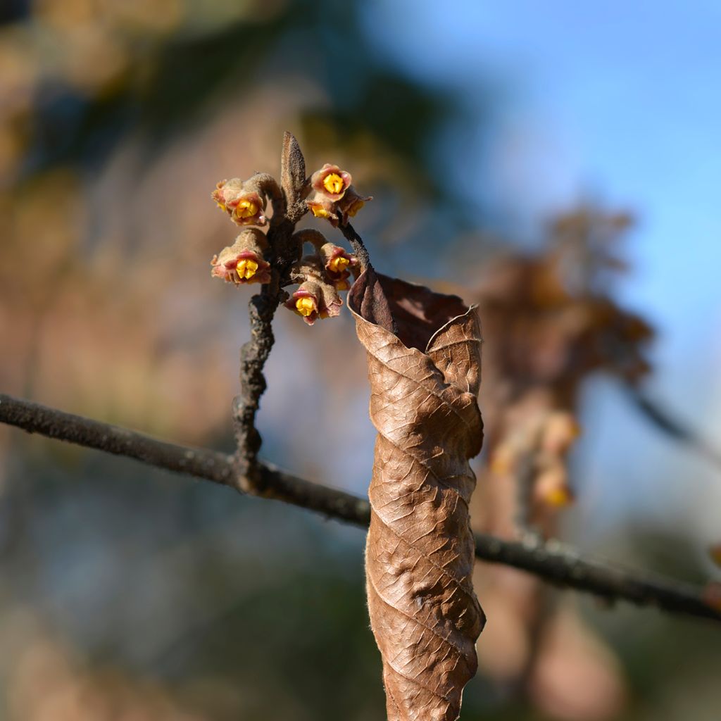 Hamamelis japonica Zuccariniana - Japanese witch hazel