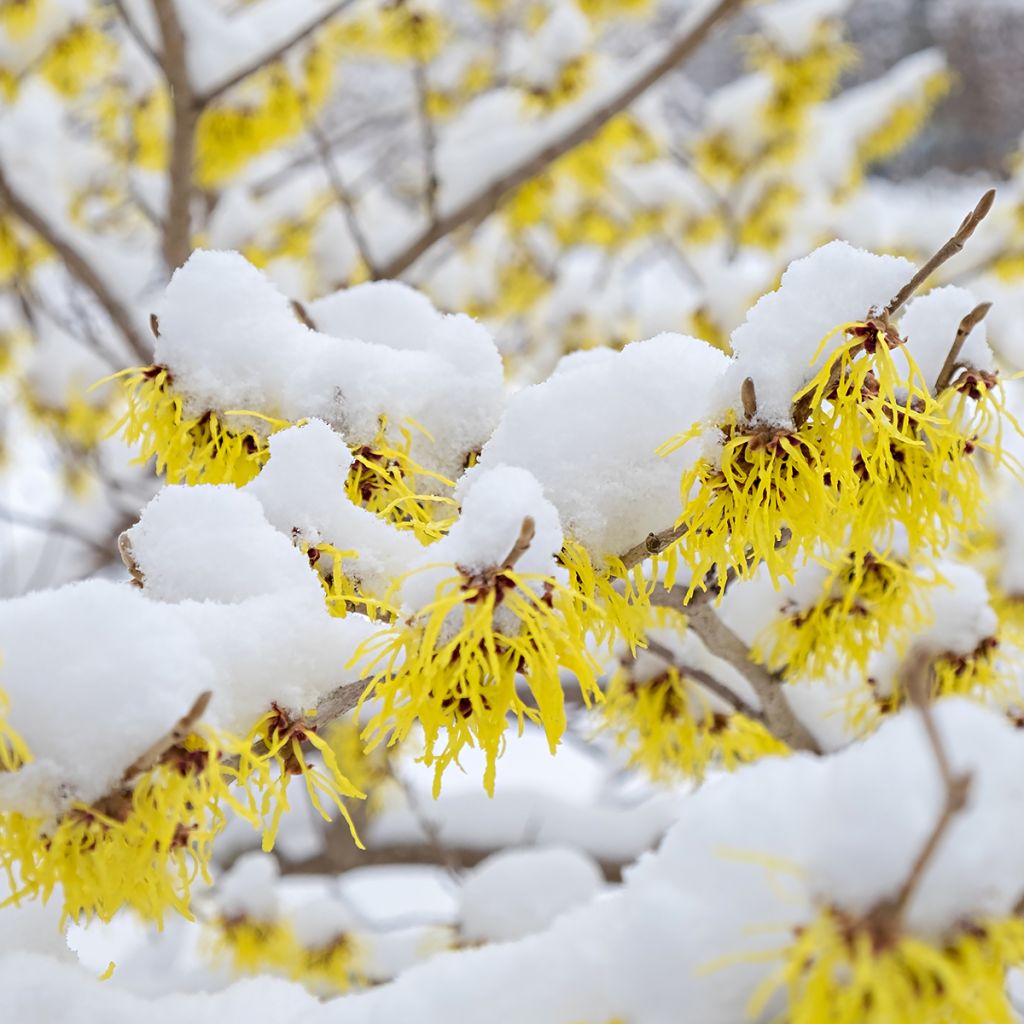 Hamamelis mollis Pallida - Witch Hazel