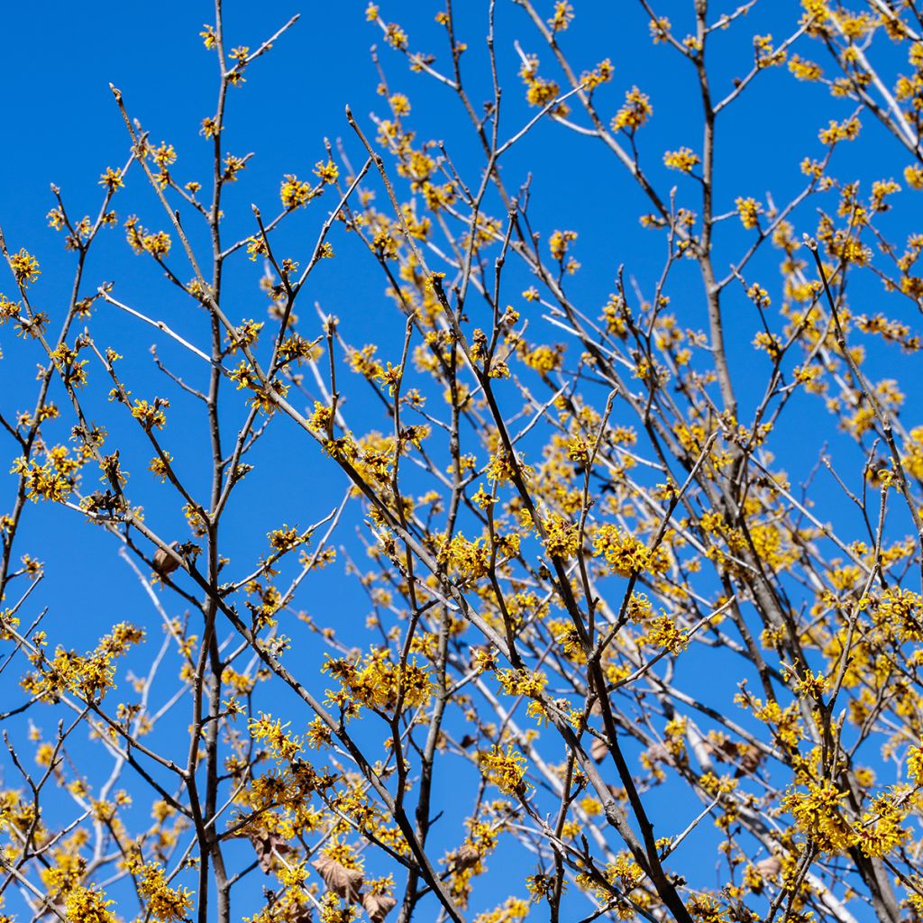 Hamamelis mollis Pallida - Witch Hazel