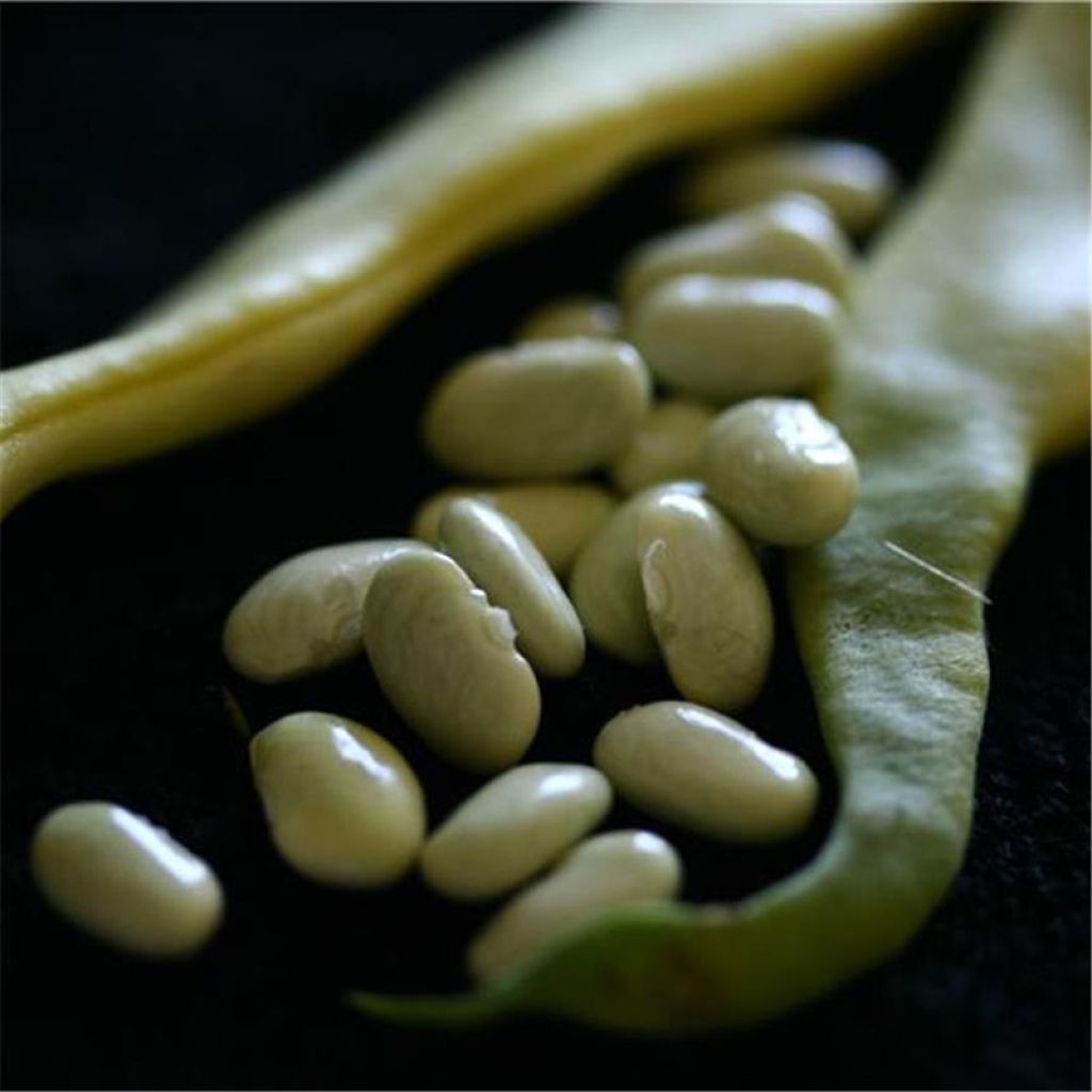 French Pole Bean Blanc de Juillet - Ferme de Sainte Marthe Seeds