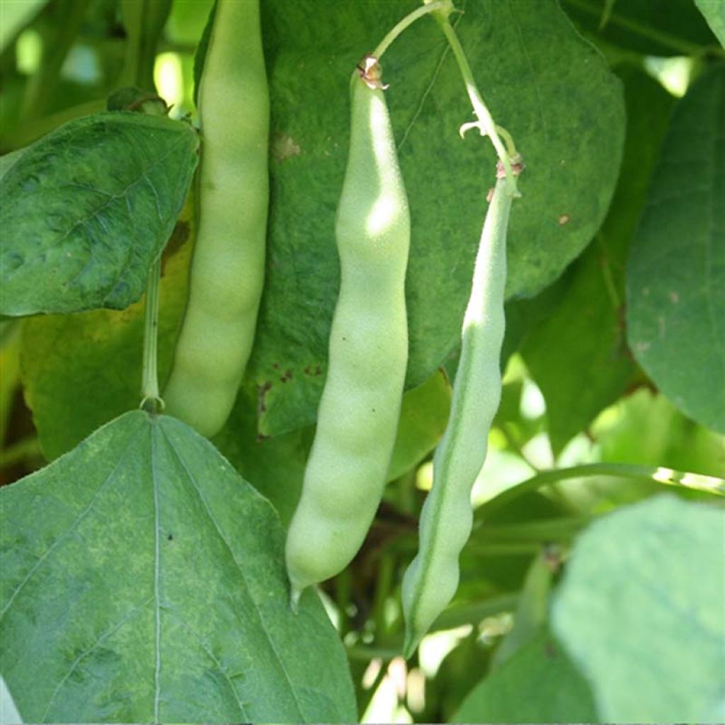 Pole Bean Marconi a Grano Bianco - Ferme de Sainte Marthe Seeds