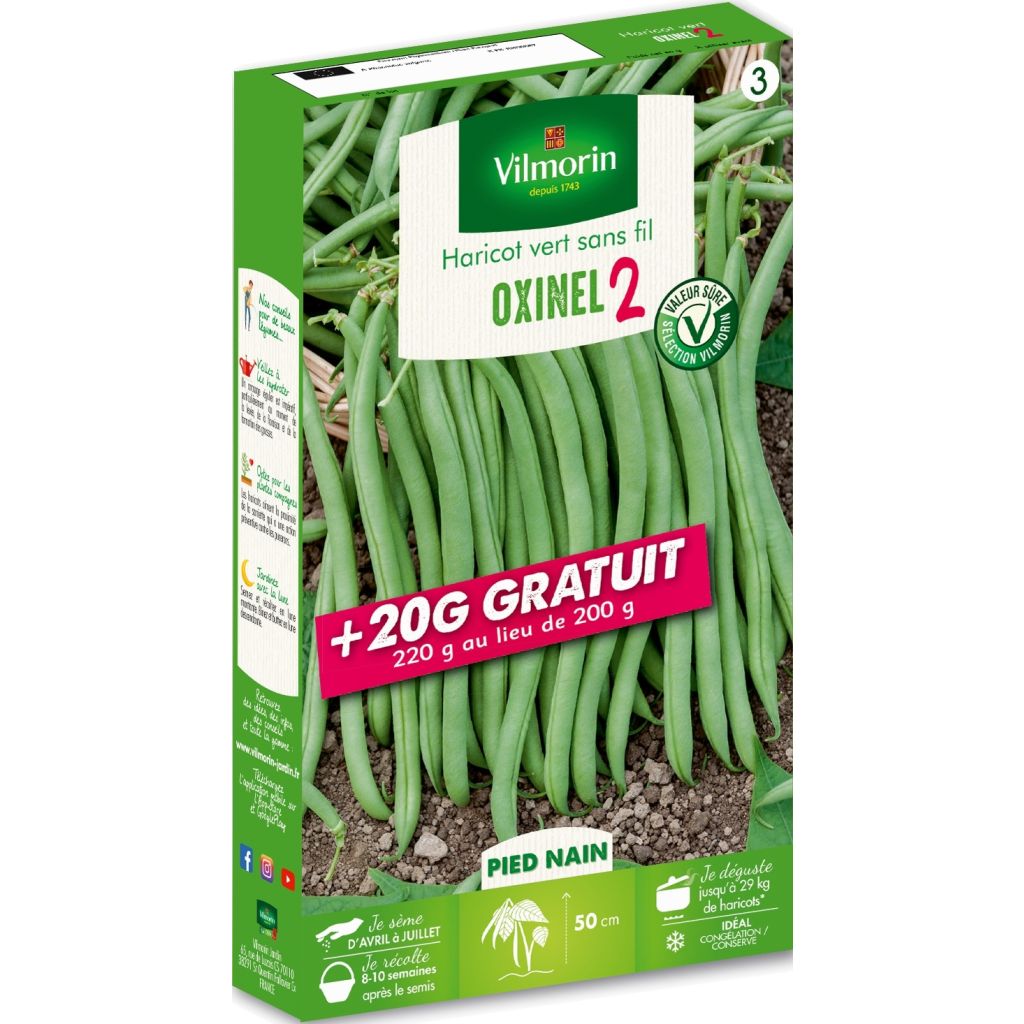 Dwarf Filet Bean Oxinel 2 - Vilmorin Seeds