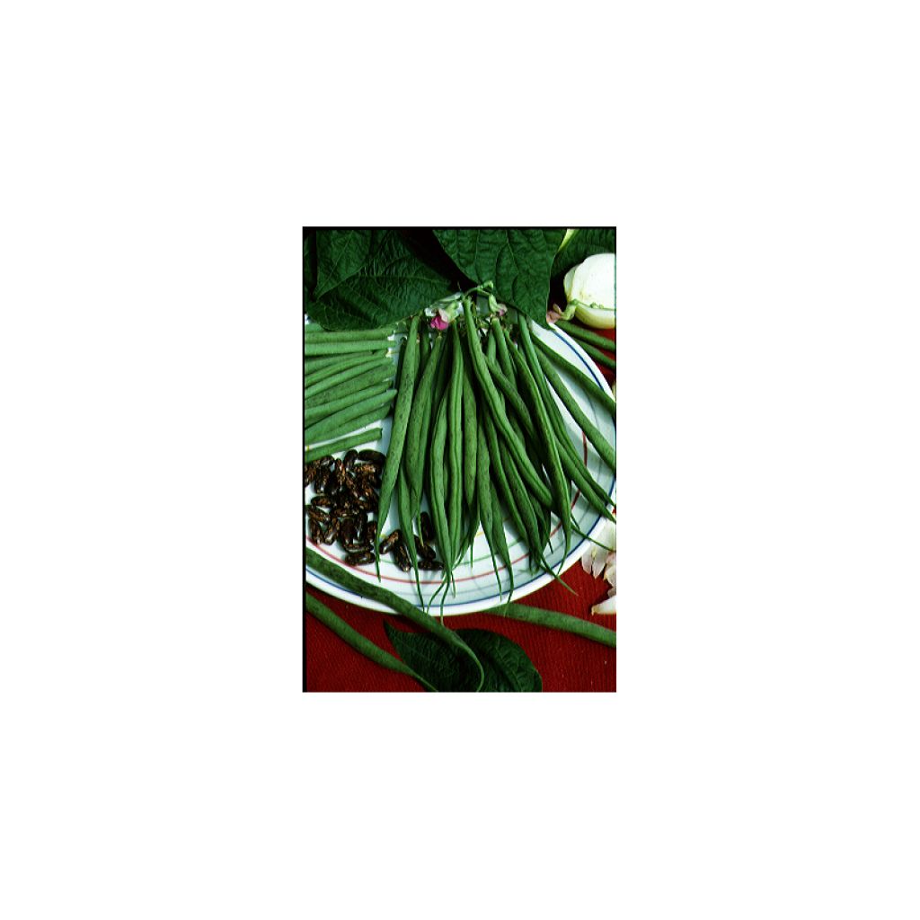 Dwarf Filet Bean Triomphe de Farcy